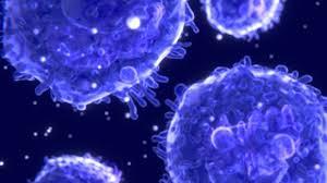 Cellular and Molecular Biology